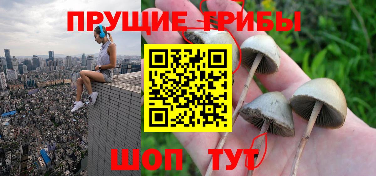 Галлюциногенные грибы Psilocybe Отрадный